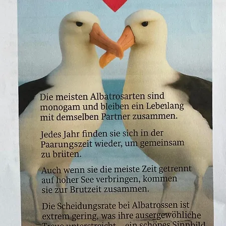 Ferien-whg Albatros Direkt Am Steinhuder-meer, Mit Meerblick Und Parkplatz شتاينهودي