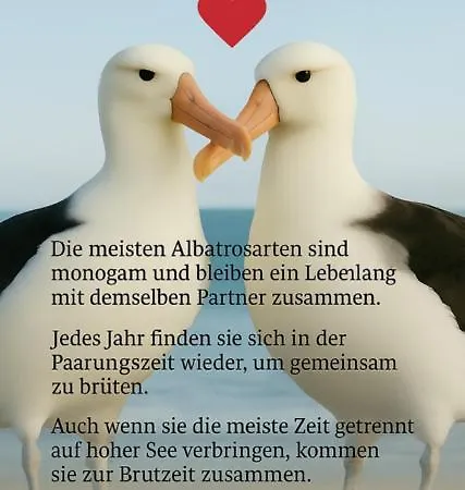 Lägenhet Ferien-whg Albatros Direkt Am Steinhuder-meer, Mit Meerblick Und Parkplatz *