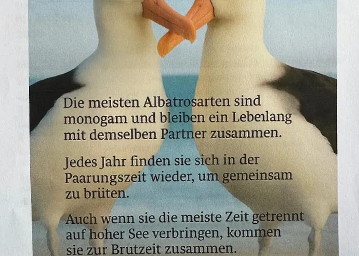 Ferien-whg Albatros Direkt Am Steinhuder-meer, Mit Meerblick Und Parkplatz Steinhude